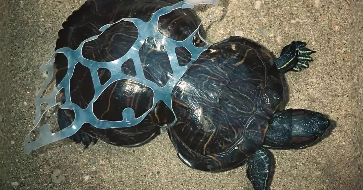 Nincs több műanyagtól megnyomorított teknős